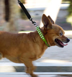 Full product layout of the YUEPET double ended backup clasp leash accessory for secure dog training.