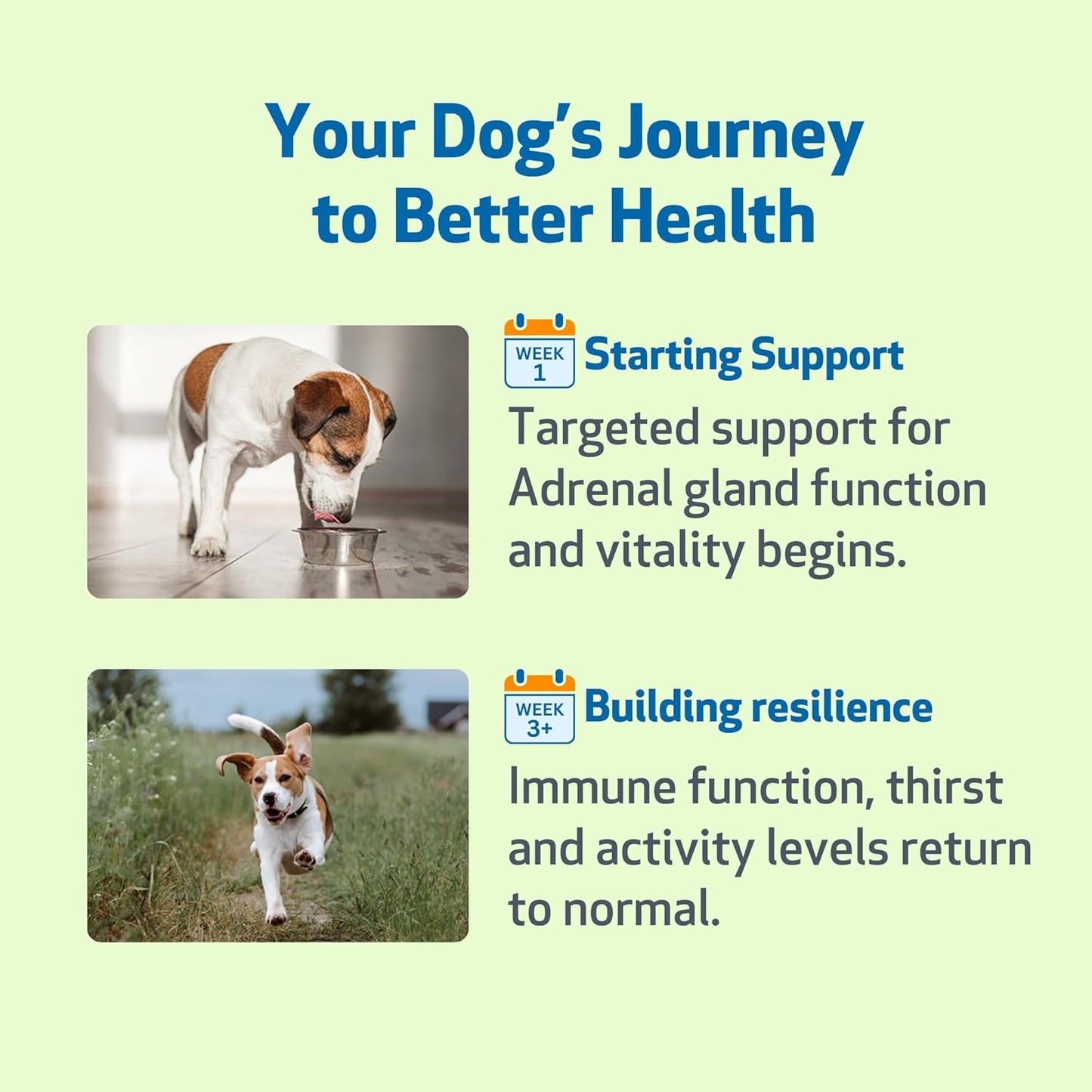 Pet Wellbeing Adrenal Harmony Gold for Dogs - Supports Adrenal Function & Normal Cortisol Levels with Ashwagandha & Bacopa - NASC Certified & Vet-Formulated - 2 oz Liquid Formula - Image 9