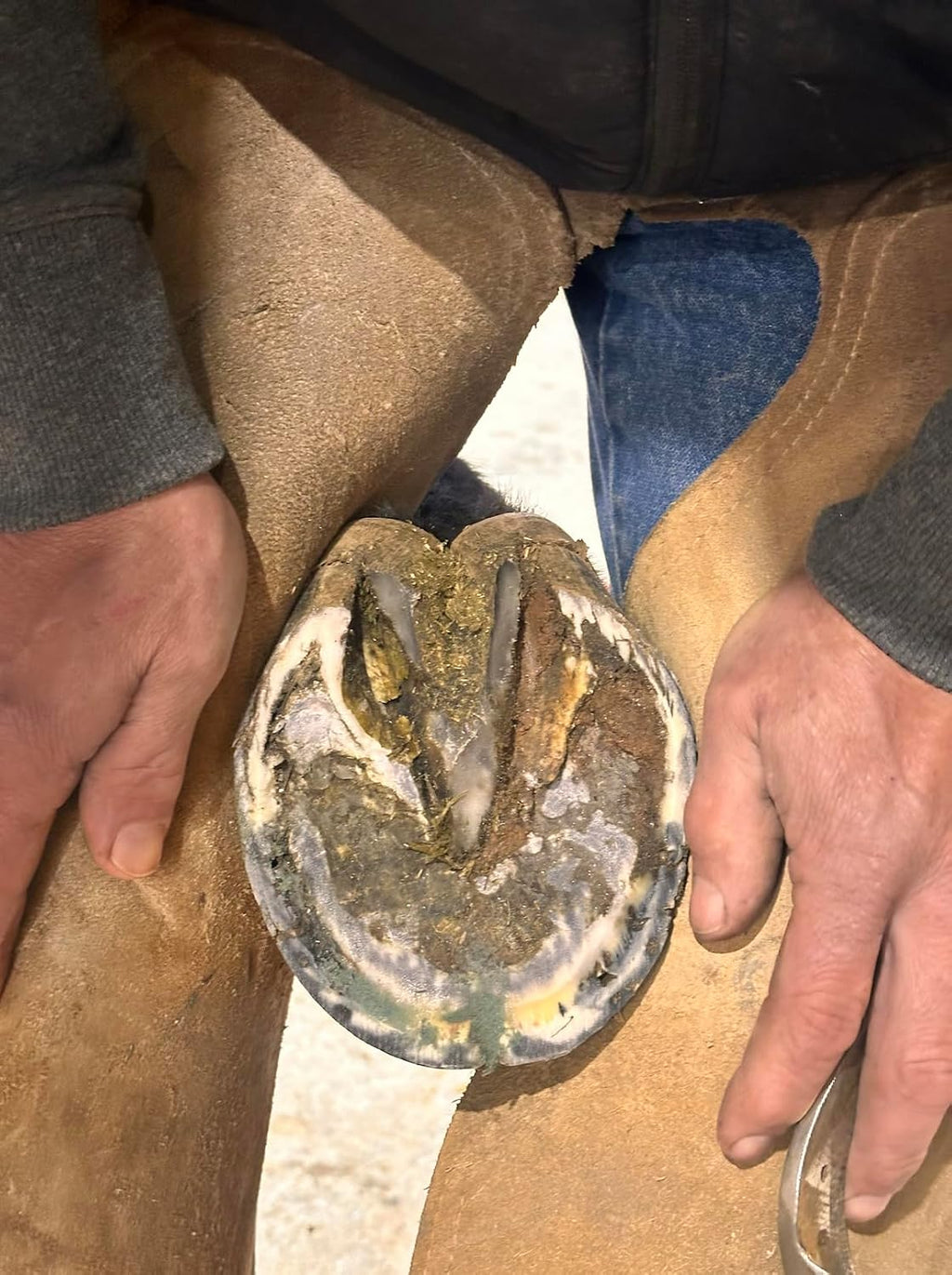 B Gone Hoof Clay thick antimicrobial paste for horse seedy toe prevention
