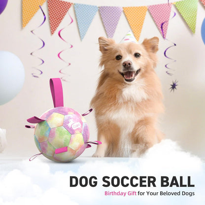Small dog playing with 6 inch rainbow soccer ball
