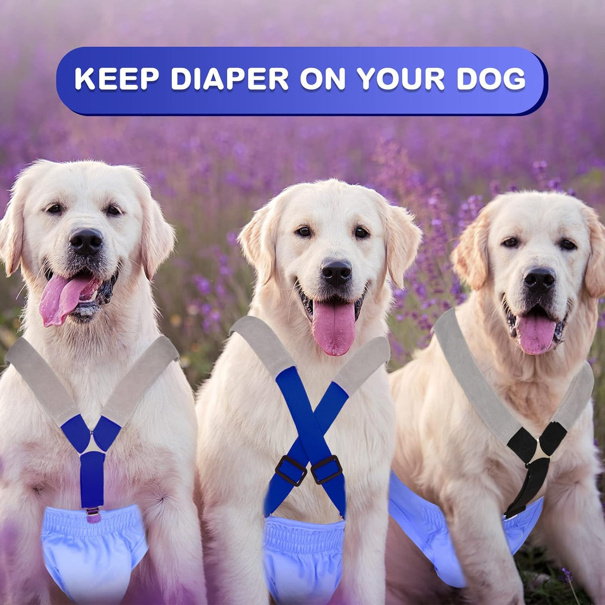 Adjustable canine belly band harness with three secure metal clips