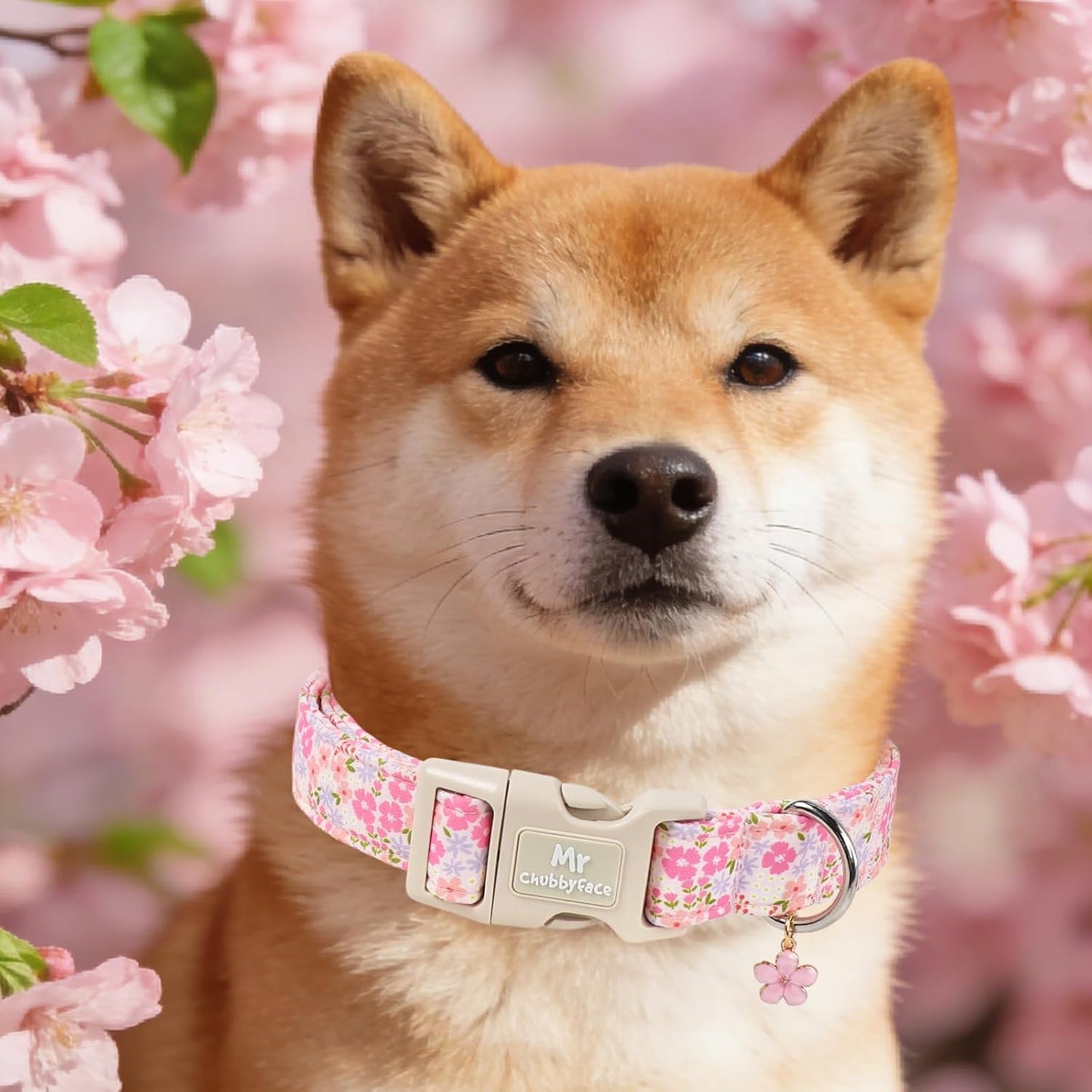 Mr. Chubbyface dog collar with silicone AirTag holder attached