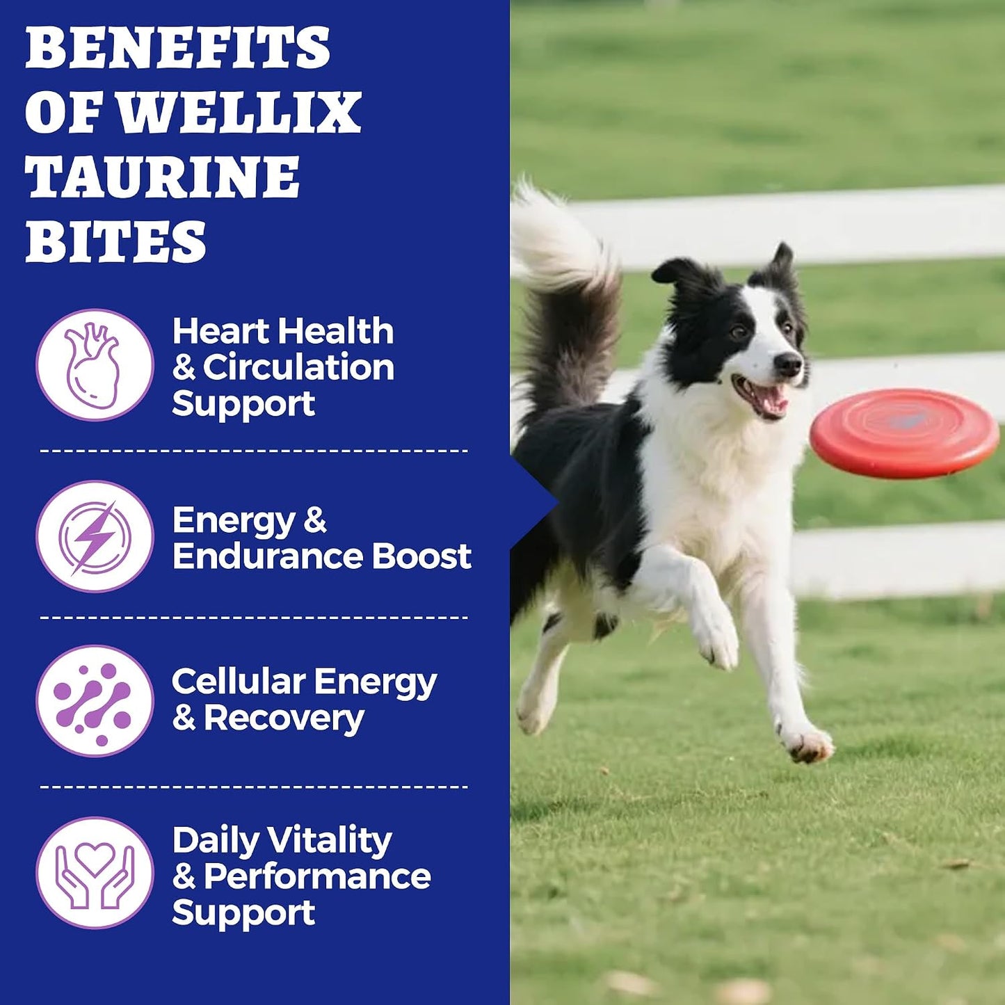 Authentic imported USA dog heart health bites with CoQ10 and fish oil.