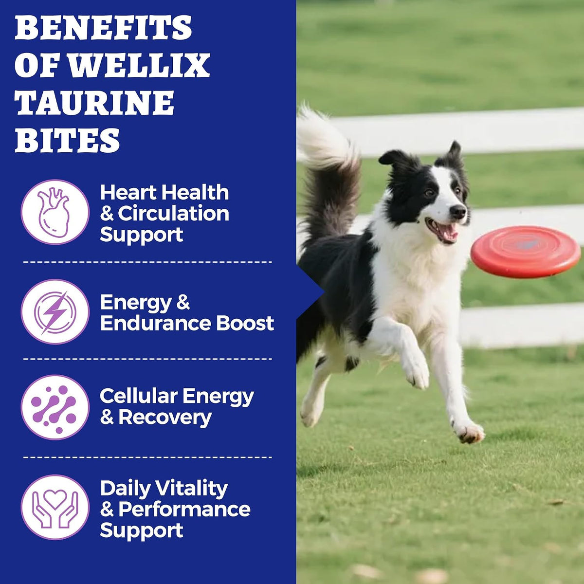 Authentic imported USA dog heart health bites with CoQ10 and fish oil.