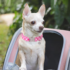 Up Urara Pup dog collar with adjustable metal clasp