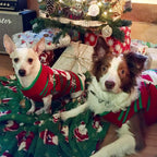 NACOCO festive pet clothes snowman striped design on a small dog