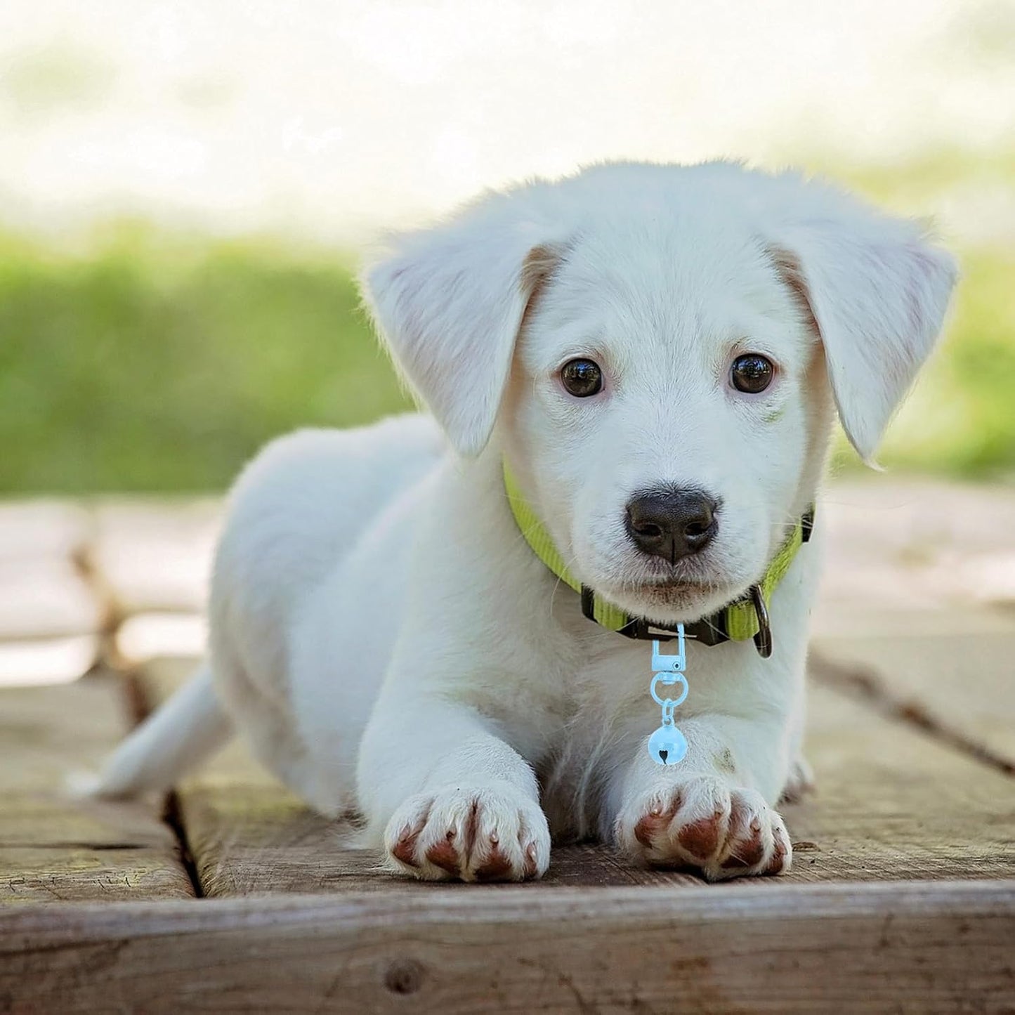 PATIKIL small pet jingle charms used as decorative accessories on a backpack zipper