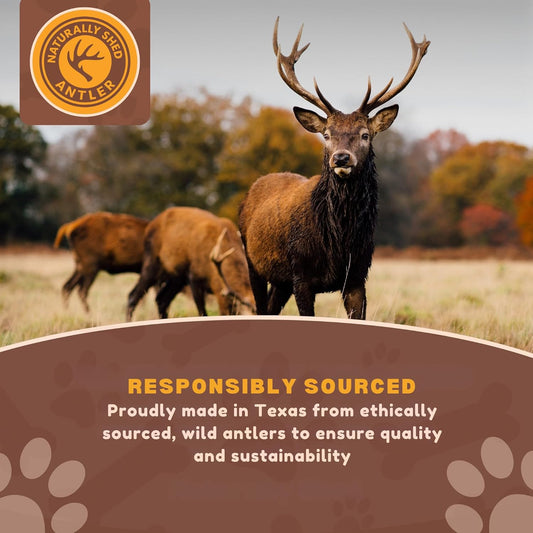WhiteTail Naturals wild sourced naturally shed deer antler treats array showing varying shapes for medium and large dogs.