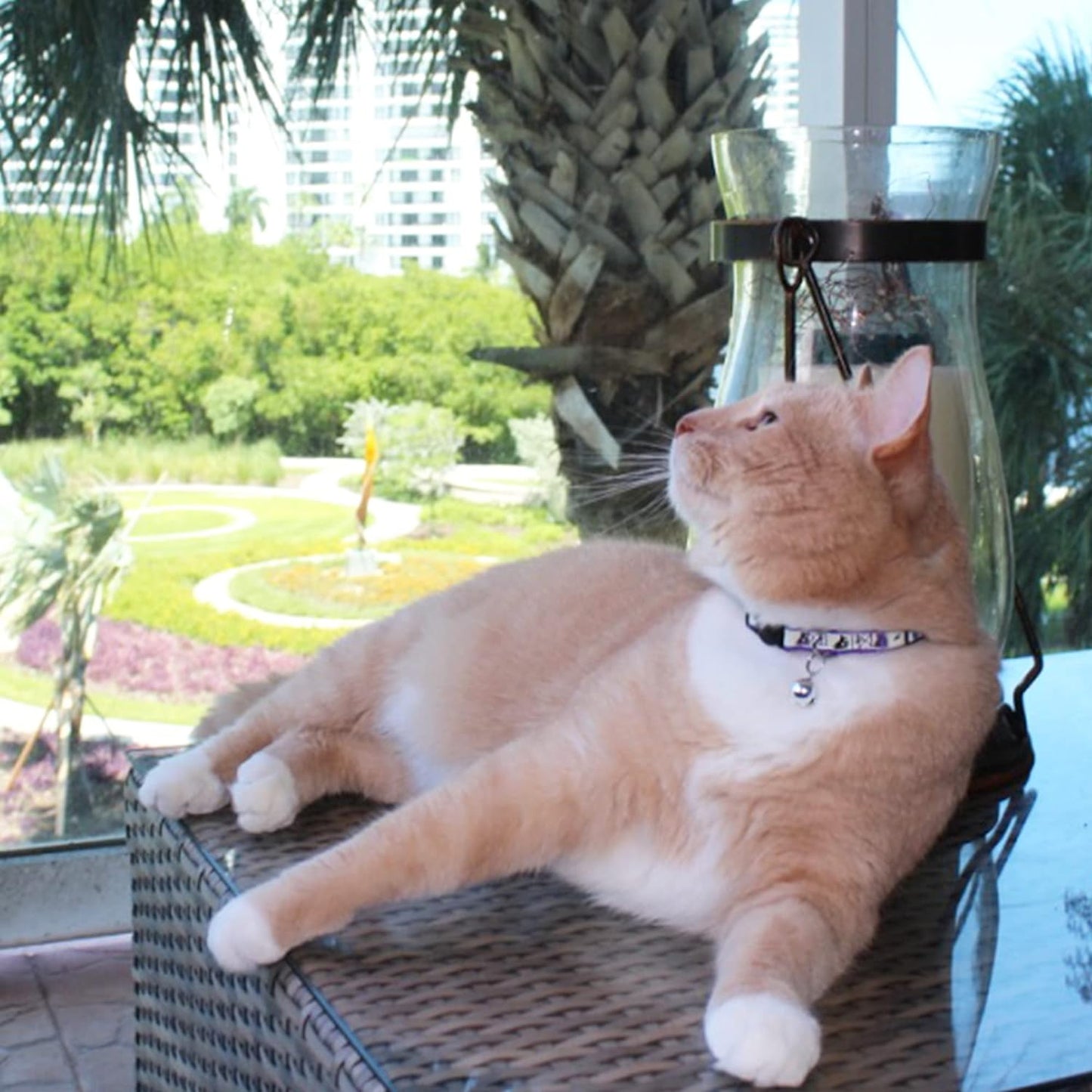 Adjustable pink kitten collar close up showing the removable tracking bell and durable nylon fabric.