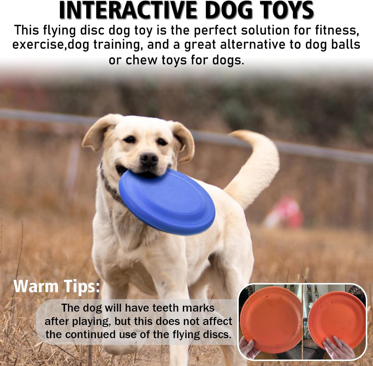 Dog playing fetch with Xigou rubber flying disc