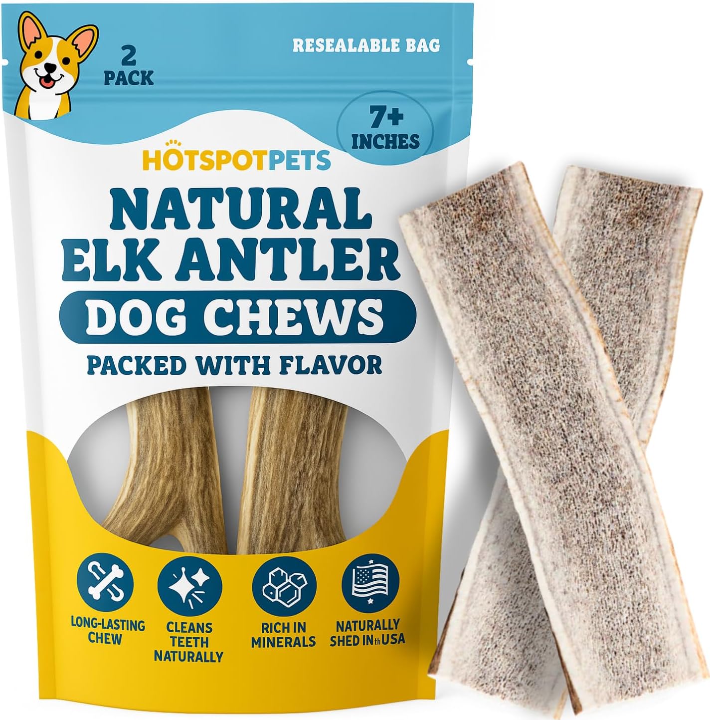Large dog chewing on natural elk antler bone