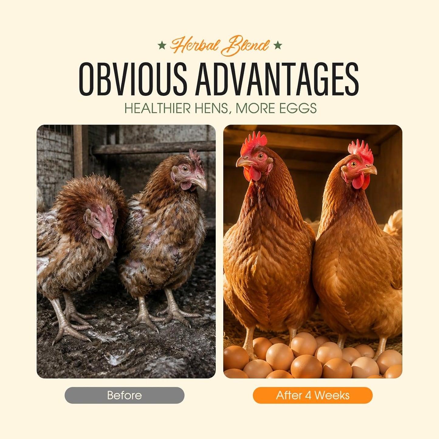 Aevezom all natural chili mix powder for chickens ducks and geese internal wellness.