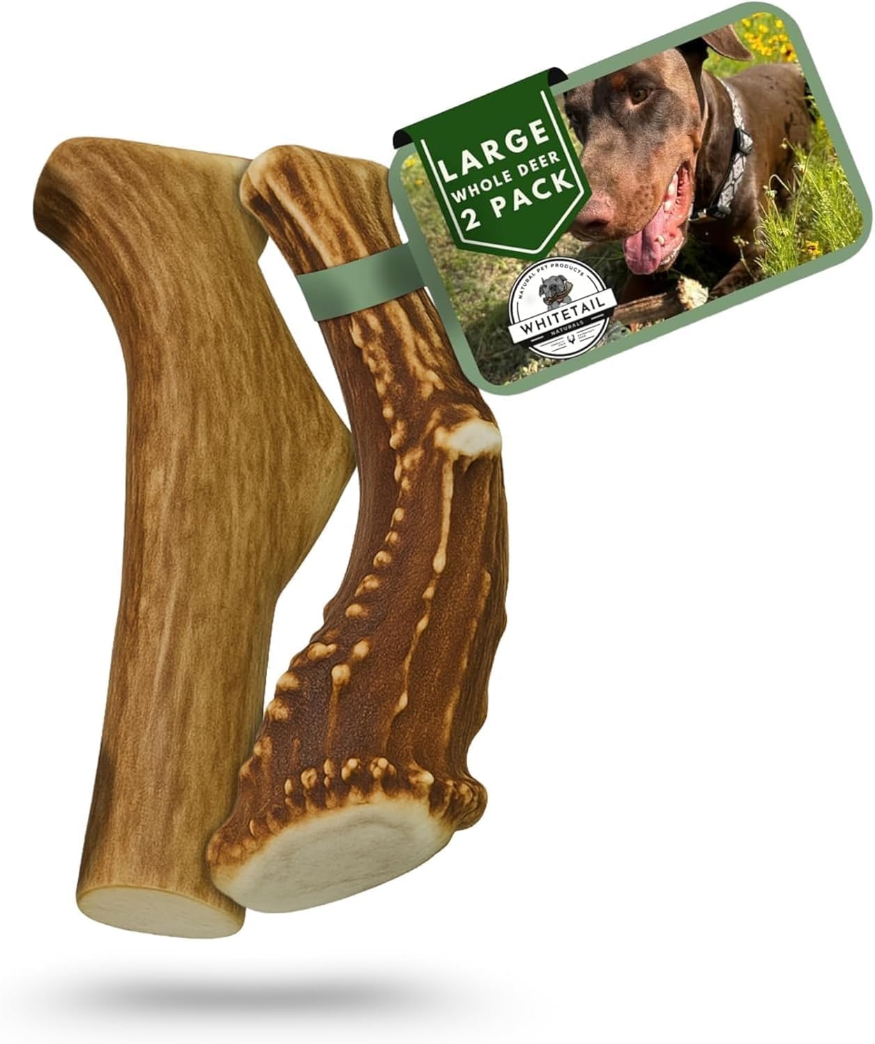 Whitetail Naturals Deer Antler Dog Chews (3 Pack Medium) - Wild Sourced, Naturally Shed Whole Antlers for Dogs - Long Lasting Dog Bones for Power Chewers - Image 11
