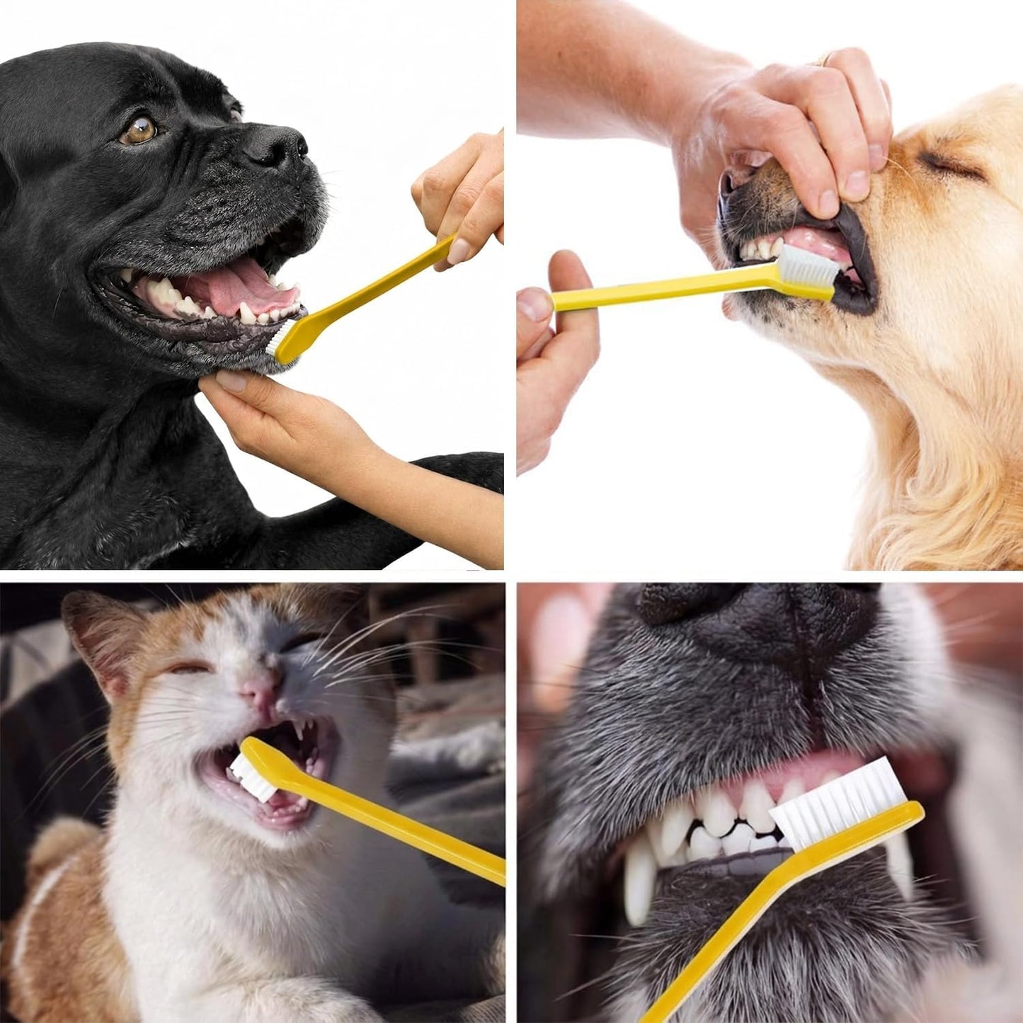 Pet Republique premium dental kit with ultra-soft bristles for sensitive dog and cat gums