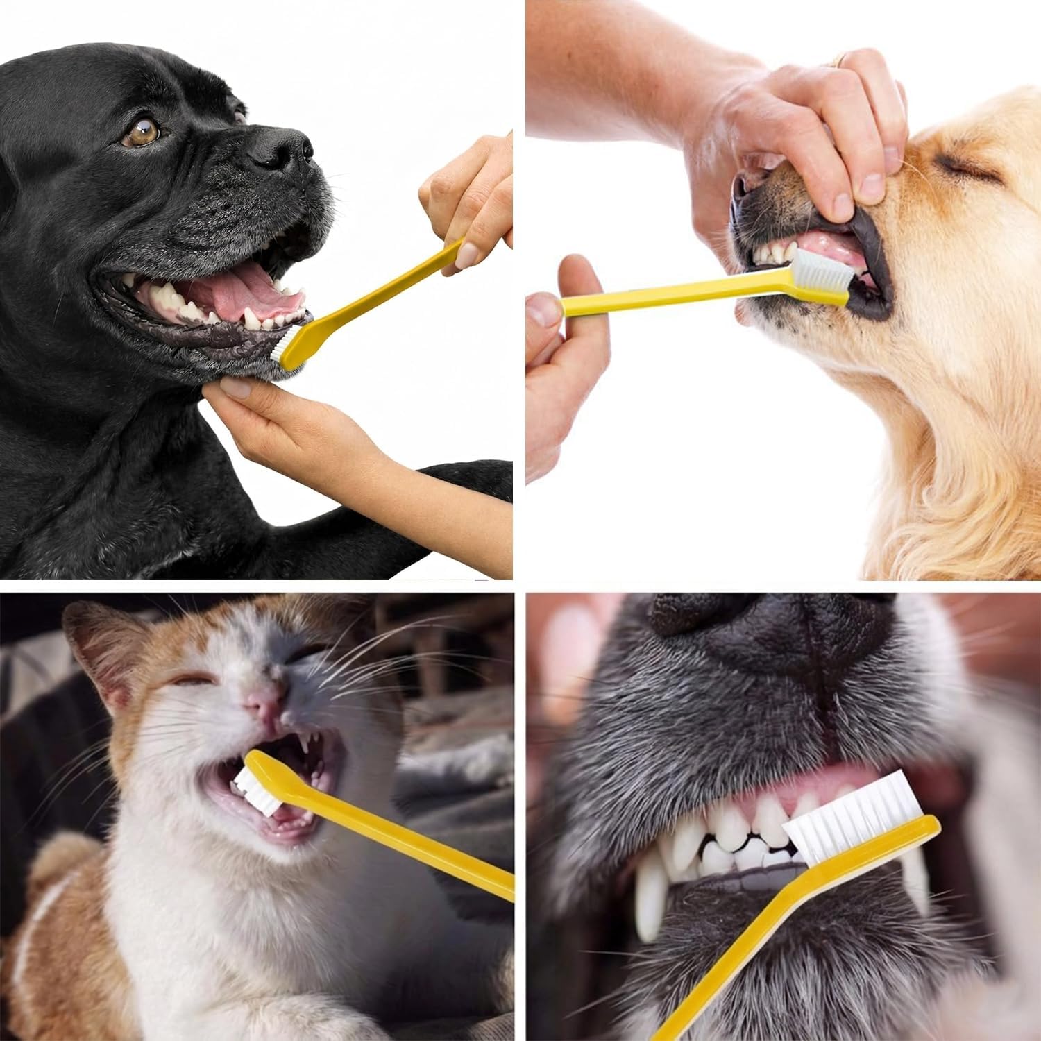 Pet Republique premium dental kit with ultra-soft bristles for sensitive dog and cat gums