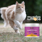Senior cat being fed meals with Myos Feline Muscle Formula