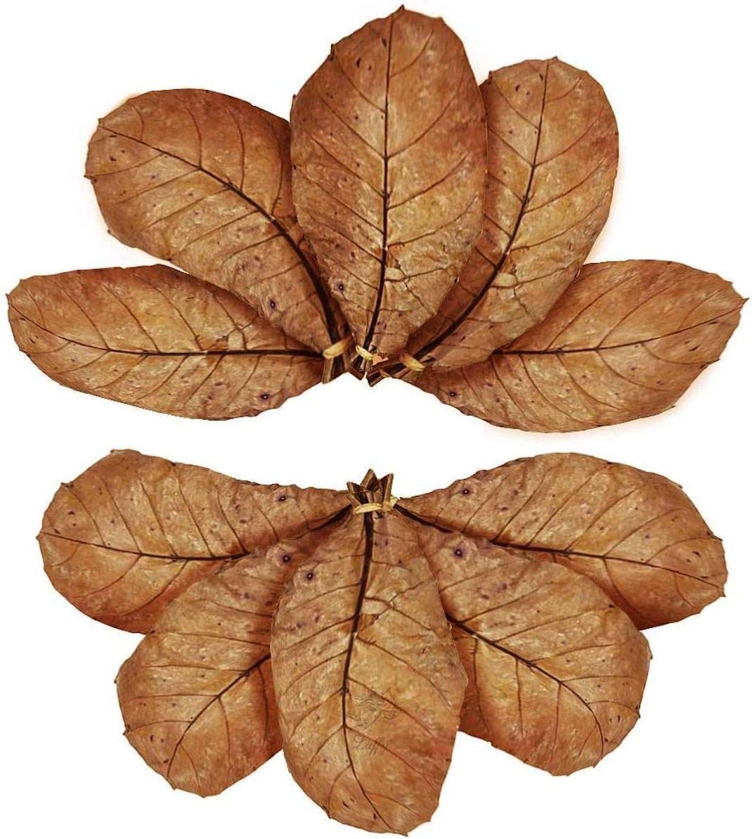 SunGrow 10 Pack Axolotl Indian Almond Leaves front packaging view