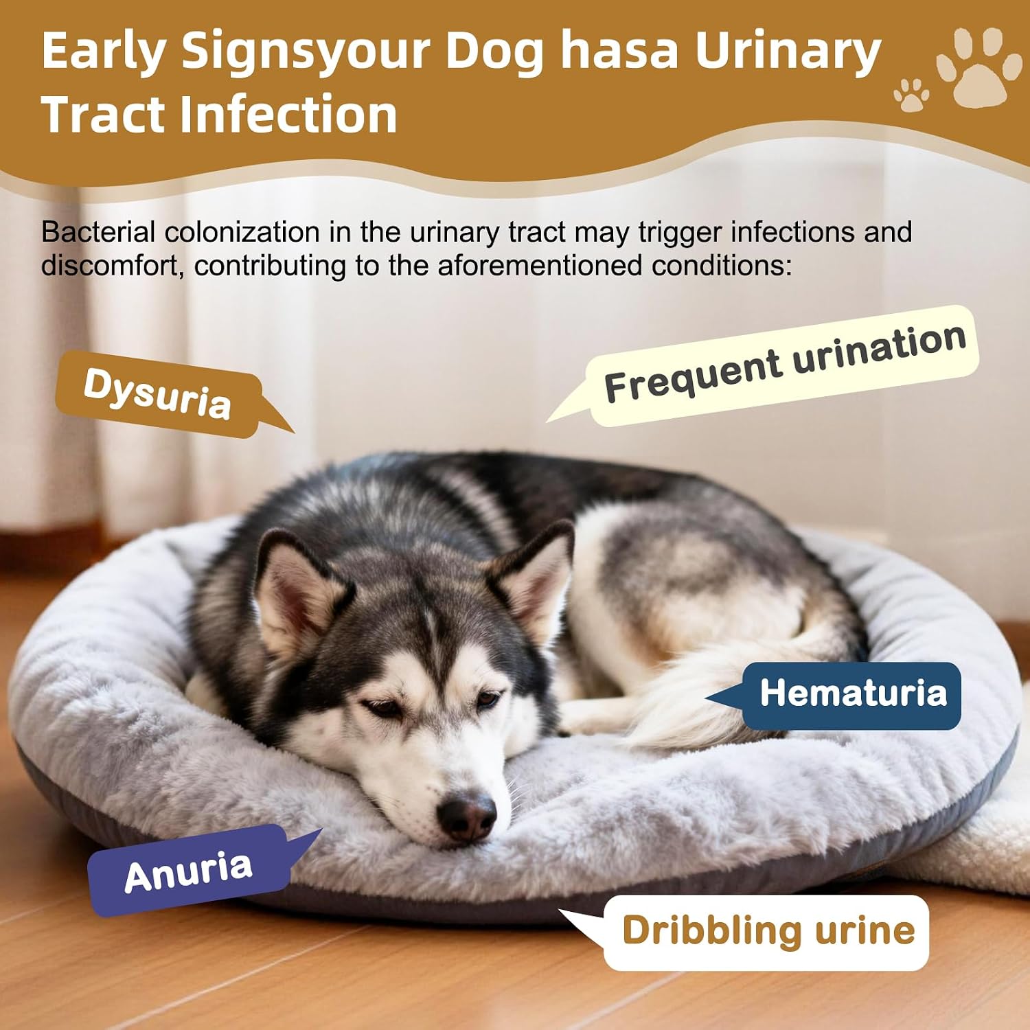 Petnanny imported USA dog urinary health supplement bottle side view