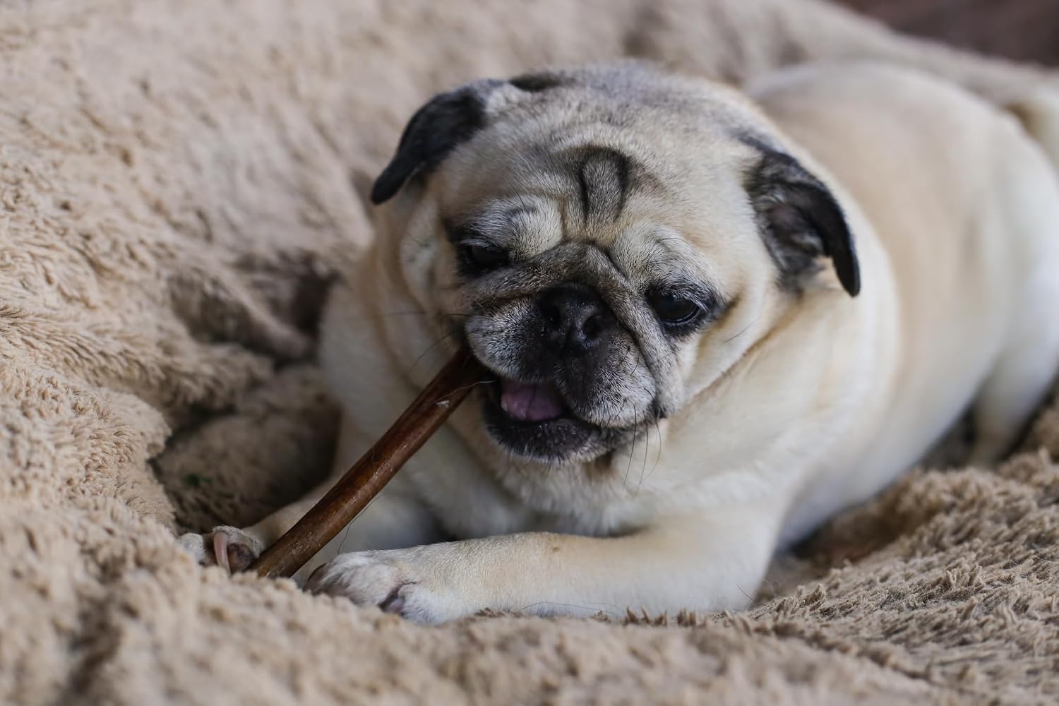 Top Dog Chews 6" Bully Sticks - 25 Pack, 1.3 LB Bag, All Natural, Roasted, Sourced from Free Range Beef, High Protein, Low Fat Dog Chews for Healthy Teeth, Gums & Chewing Satisfaction. - Image 9