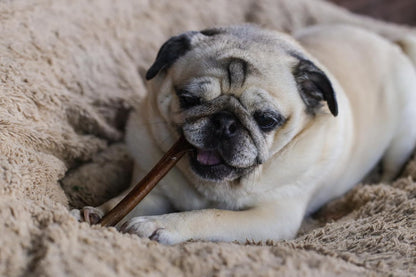 Top Dog Chews 6" Bully Sticks - 25 Pack, 1.3 LB Bag, All Natural, Roasted, Sourced from Free Range Beef, High Protein, Low Fat Dog Chews for Healthy Teeth, Gums & Chewing Satisfaction. - Image 9