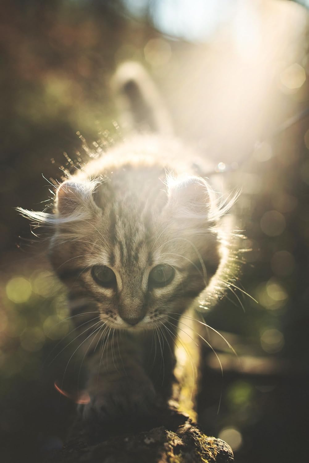 Waterproof flea collar for cats with essential oils