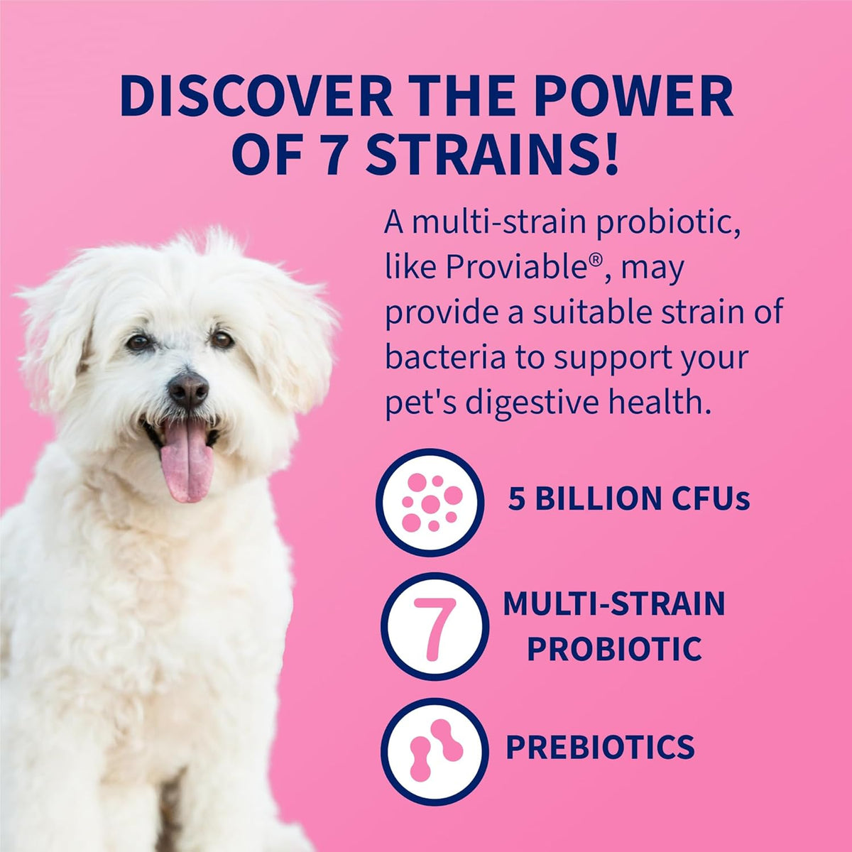 Nutramax Proviable prebiotic and probiotic supplement for intestinal health