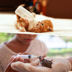 Sadnyy pet care bottle feeding kit packaging and complete accessories
