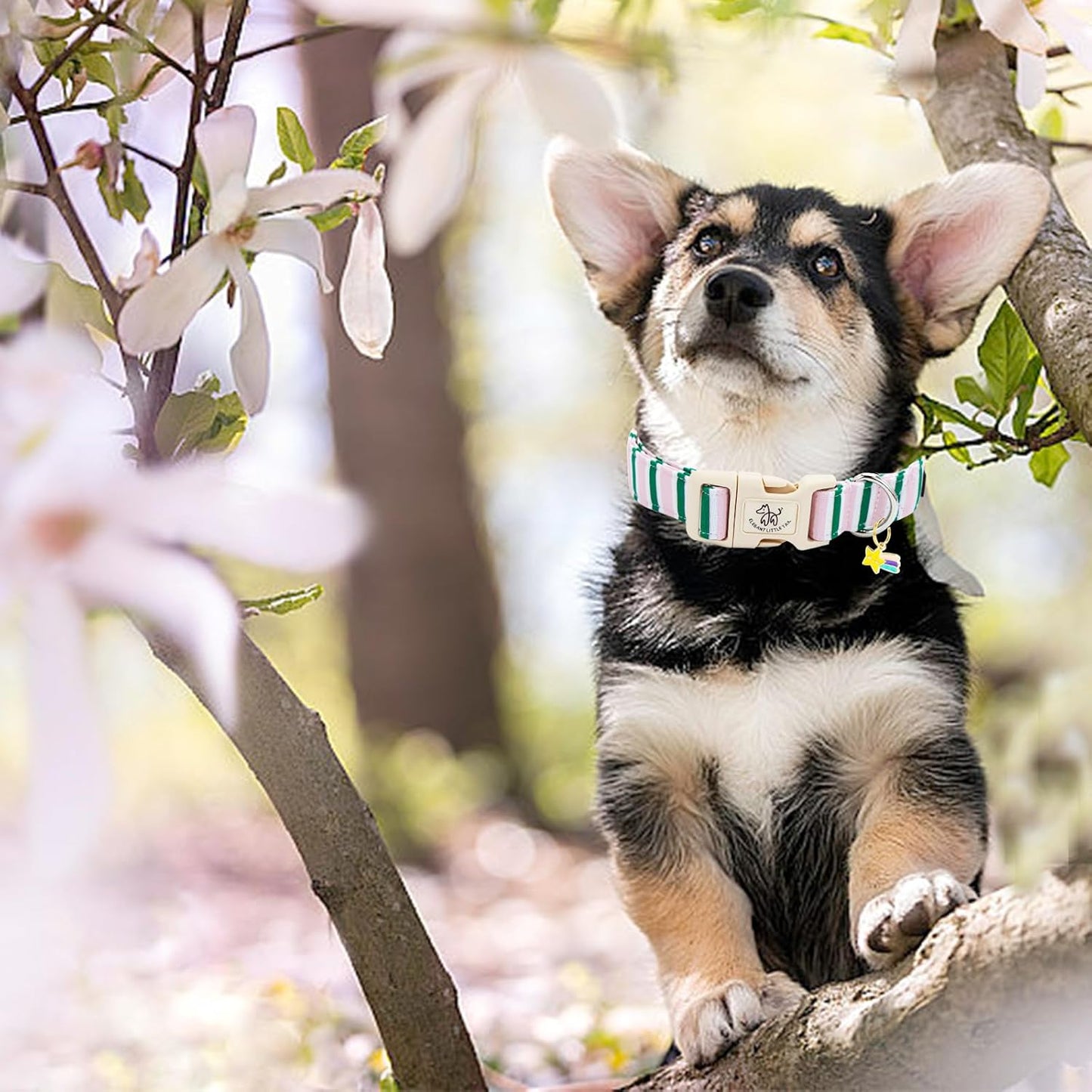 Elegant Little Tail striped dog collar worn on a puppy