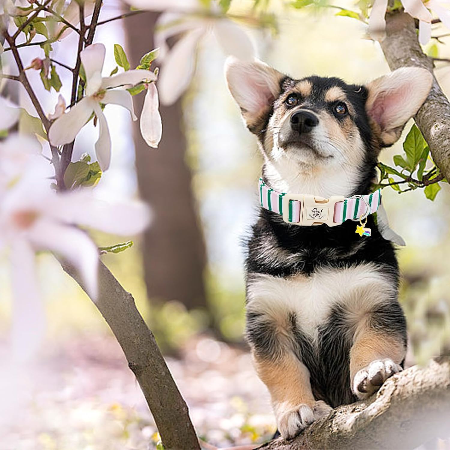 Elegant Little Tail striped dog collar worn on a puppy