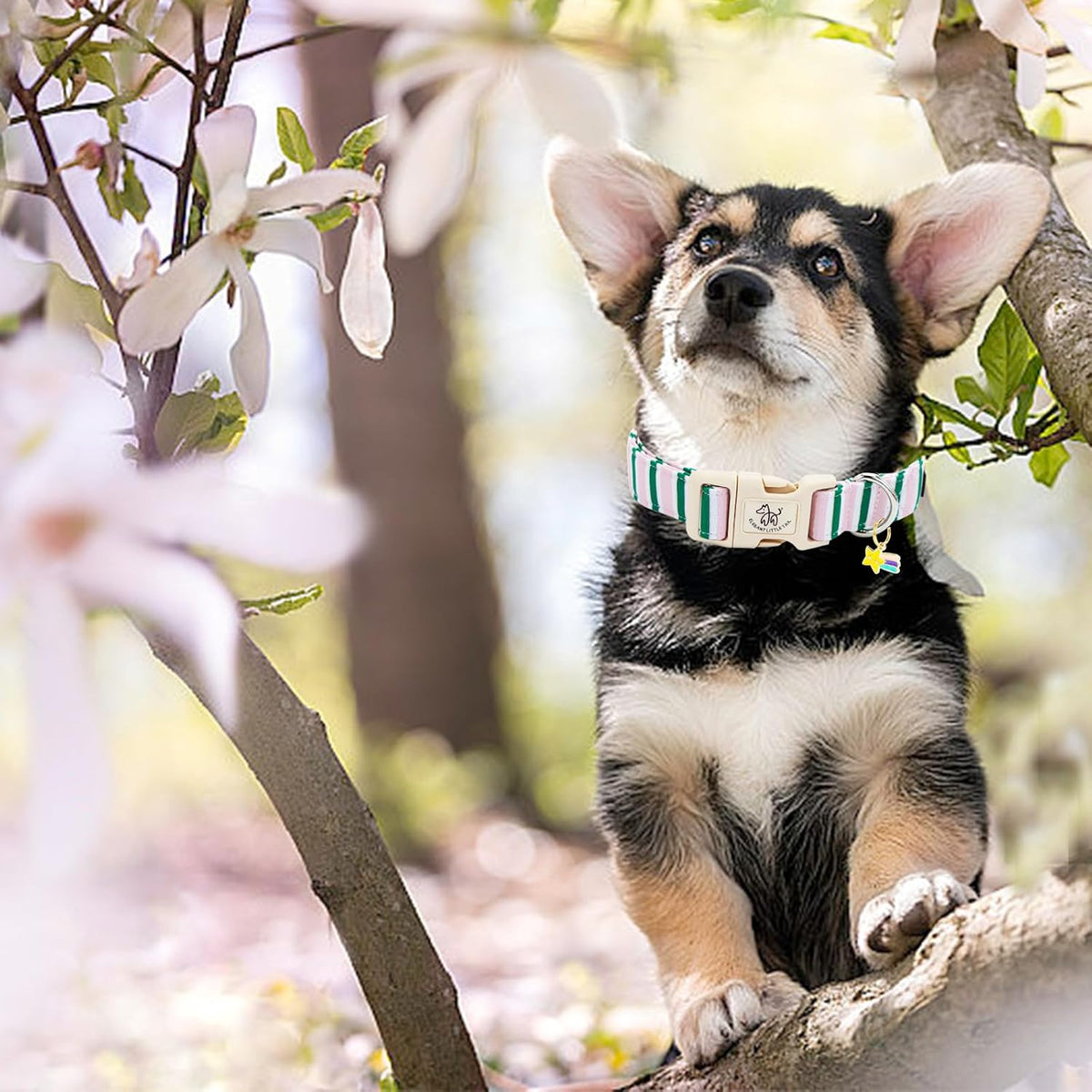 Elegant Little Tail striped dog collar worn on a puppy