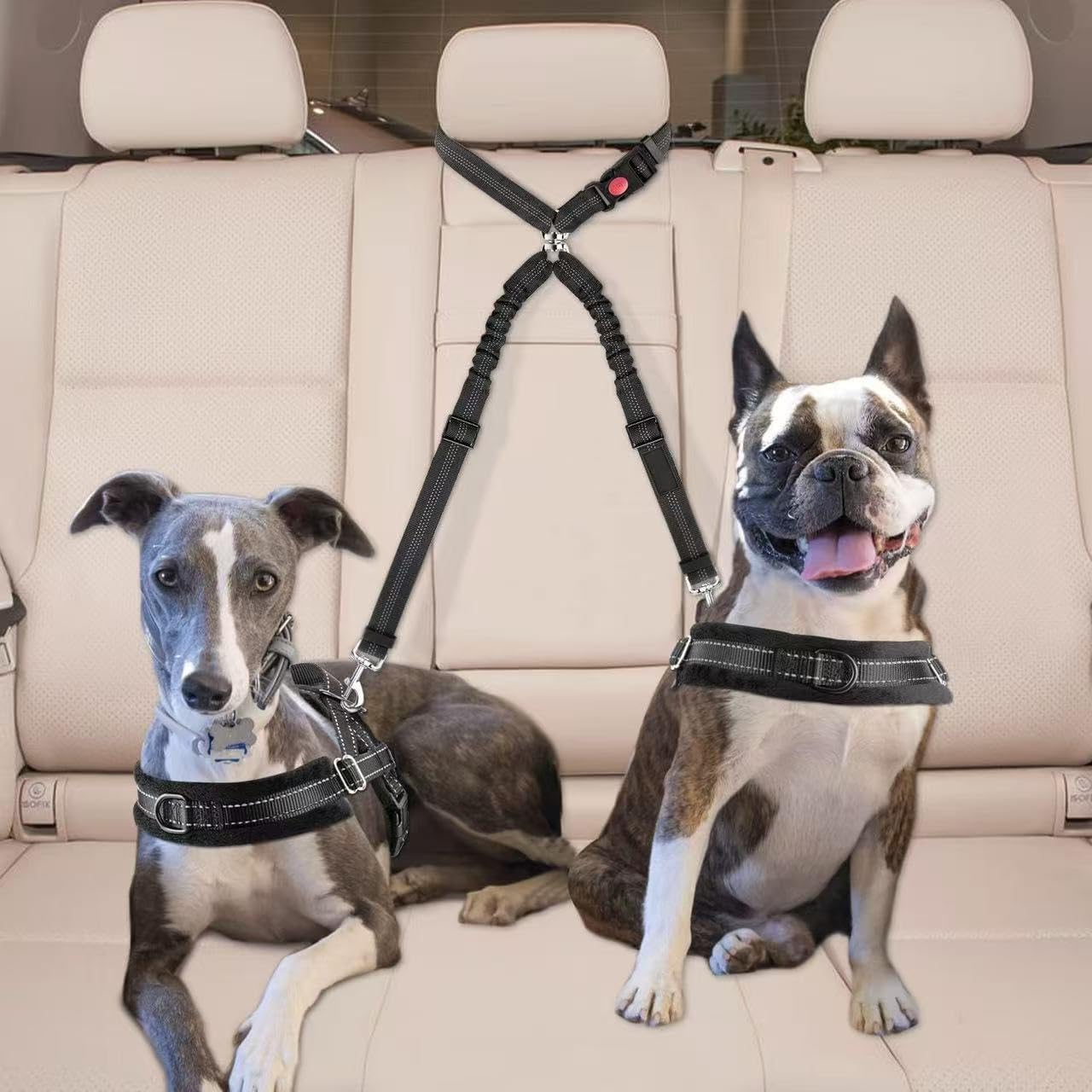 Two dogs secured with Tinkber dual restraint in car