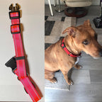 Escape proof nylon pet collar with heavy duty metal attachment ring