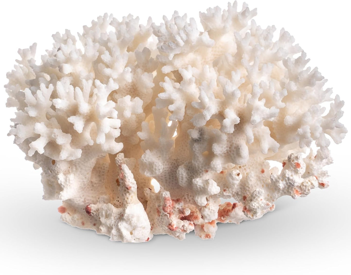 Nautical Crush Trading White Sea Coral front view showcasing natural branching structure