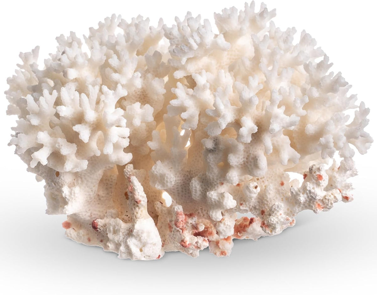 Nautical Crush Trading White Sea Coral front view natural lace coral ornament