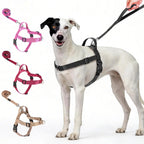 Annchwool no pull dog harness black front view