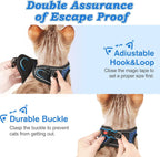 Blue kitten vest harness worn by a small cat outdoor walking