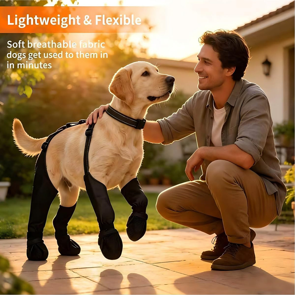 Large dog walking with Zermatigo paw protectors