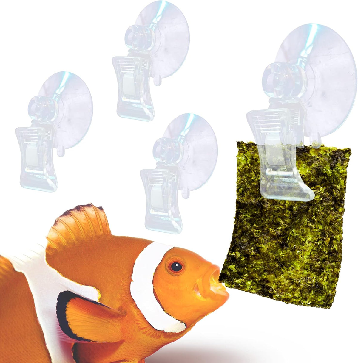 JOR aquarium veggie suction cup clips front view holding seaweed for fish feeding.