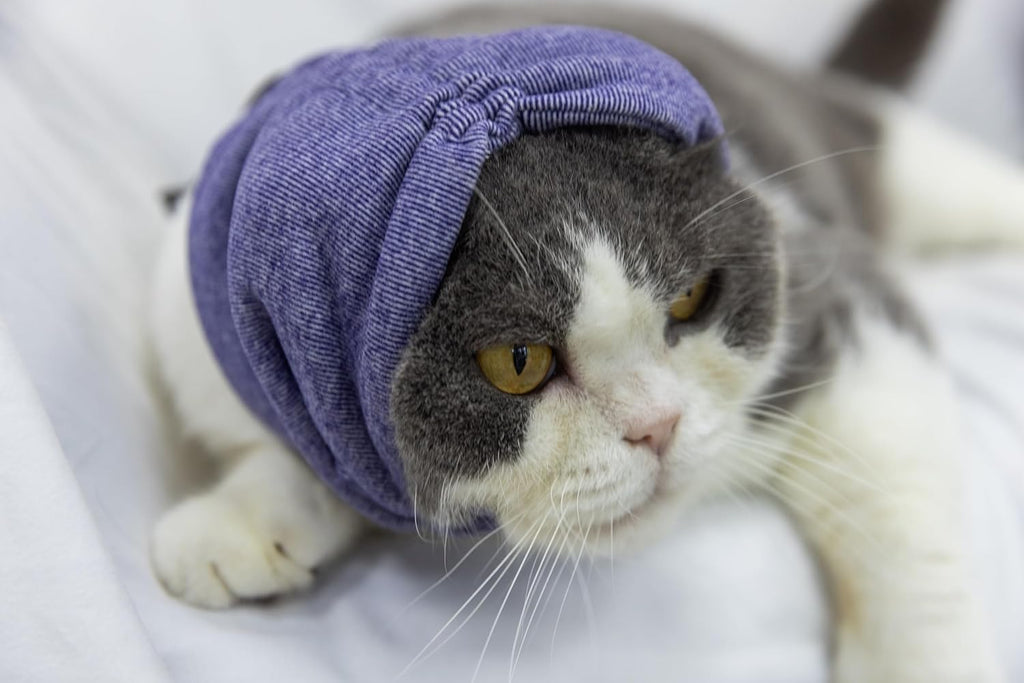 Close up of breathable fabric on cat ear cover