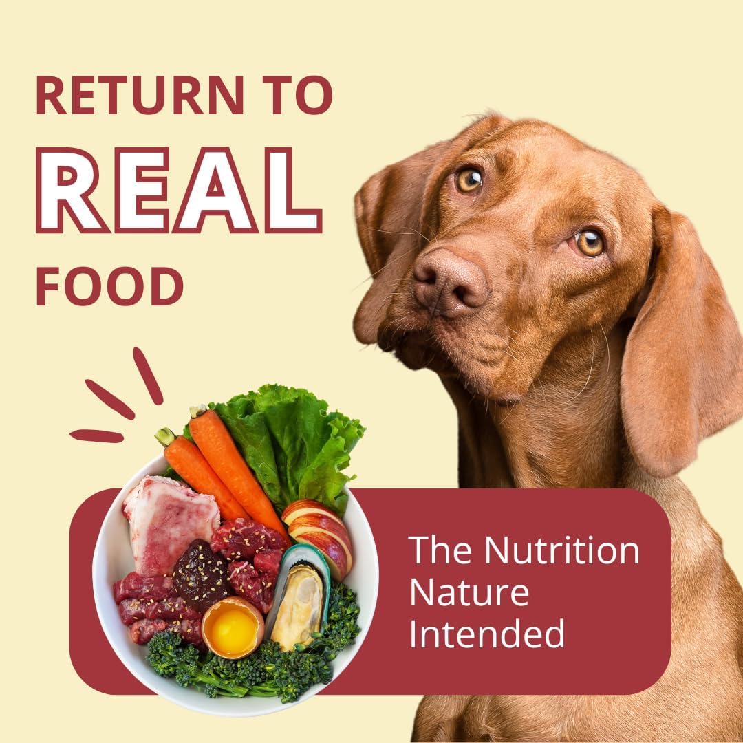 Premium grass-fed beef recipe freeze-dried dog food from the USA being rehydrated in a bowl