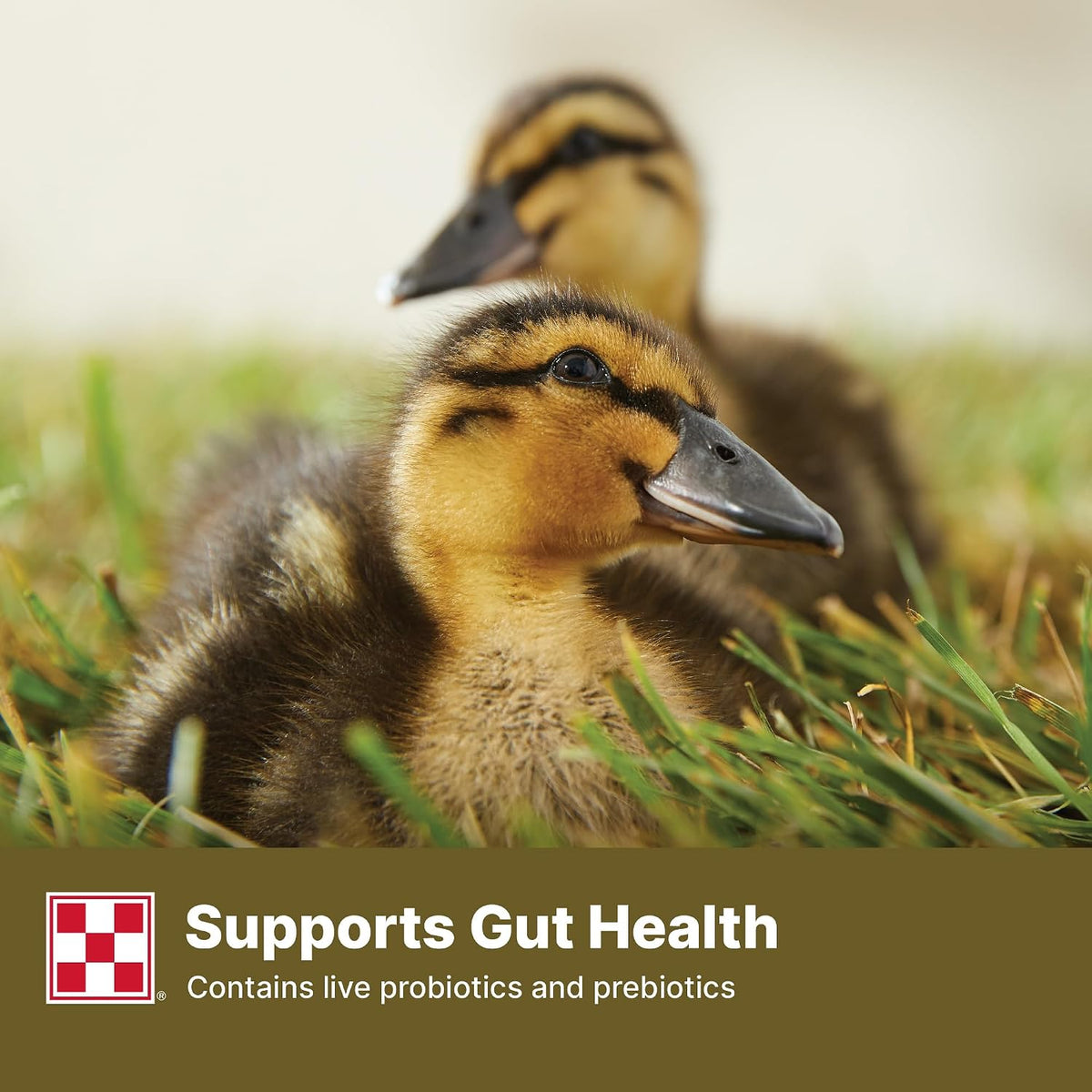 Ducklings feeding on small pellet size poultry nutrition