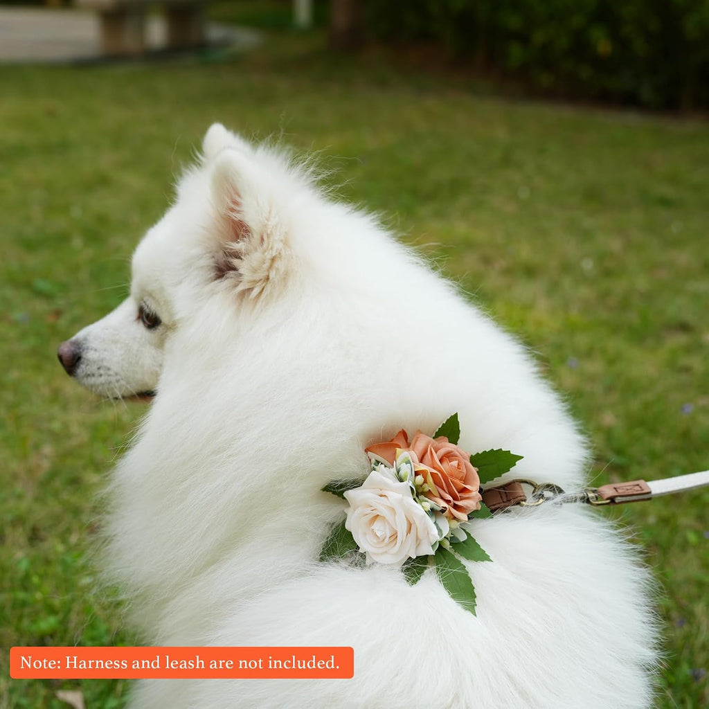Pawlarispets removable cat collar flower accessory lifestyle shot