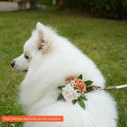 Pawlarispets removable cat collar flower accessory lifestyle shot