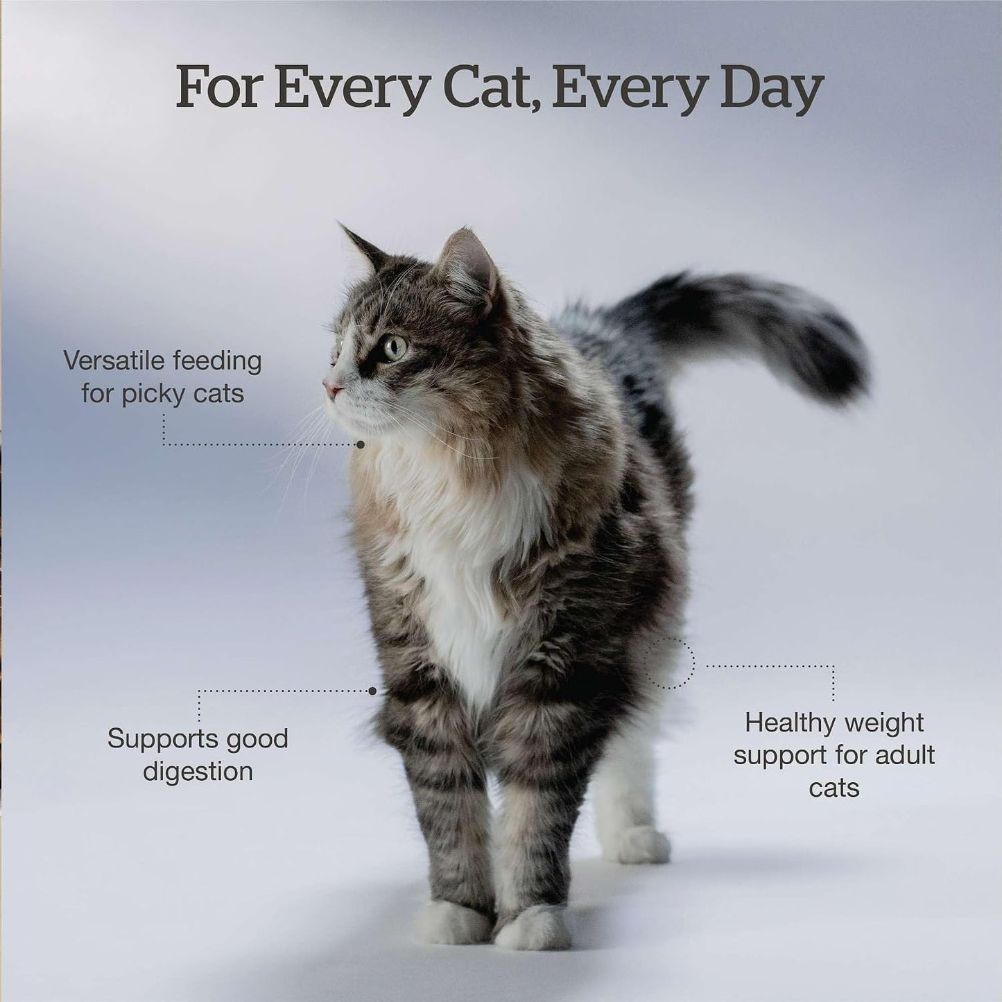 Now Fresh Good Gravy dry cat food bone broth coated kibble
