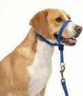 PupSensei Navy Blue Dog Headcollar Front View