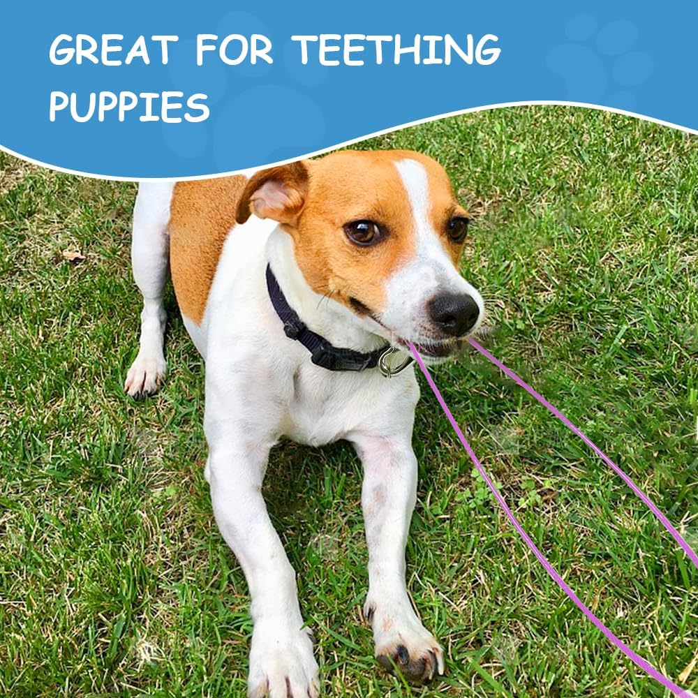 Tangle free dual dog leash coupler setup showcasing the three hundred and sixty degree rotating clips.