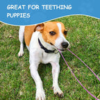 Tangle free dual dog leash coupler setup showcasing the three hundred and sixty degree rotating clips.