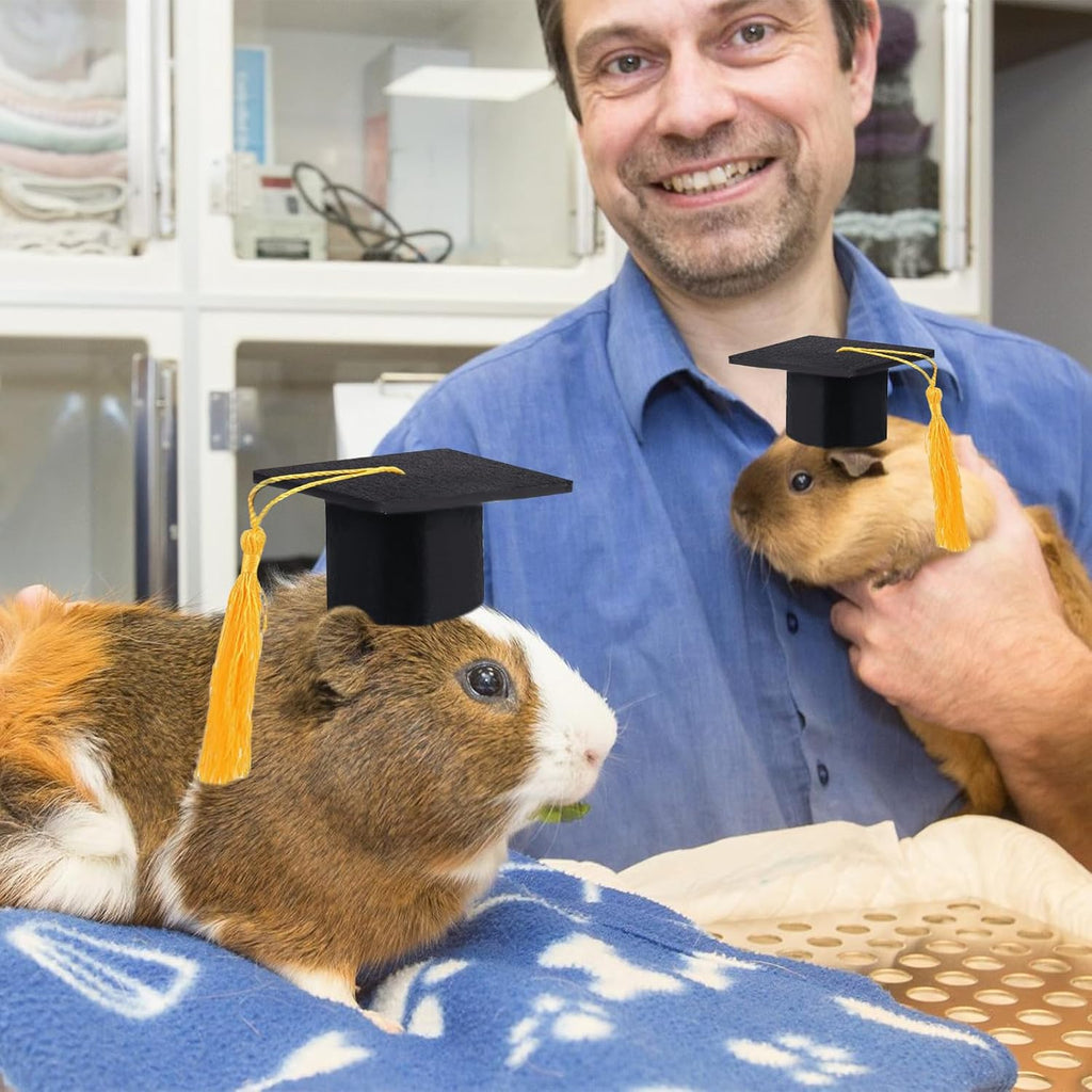 Guinea pig wearing Giftmissu mini graduation hat