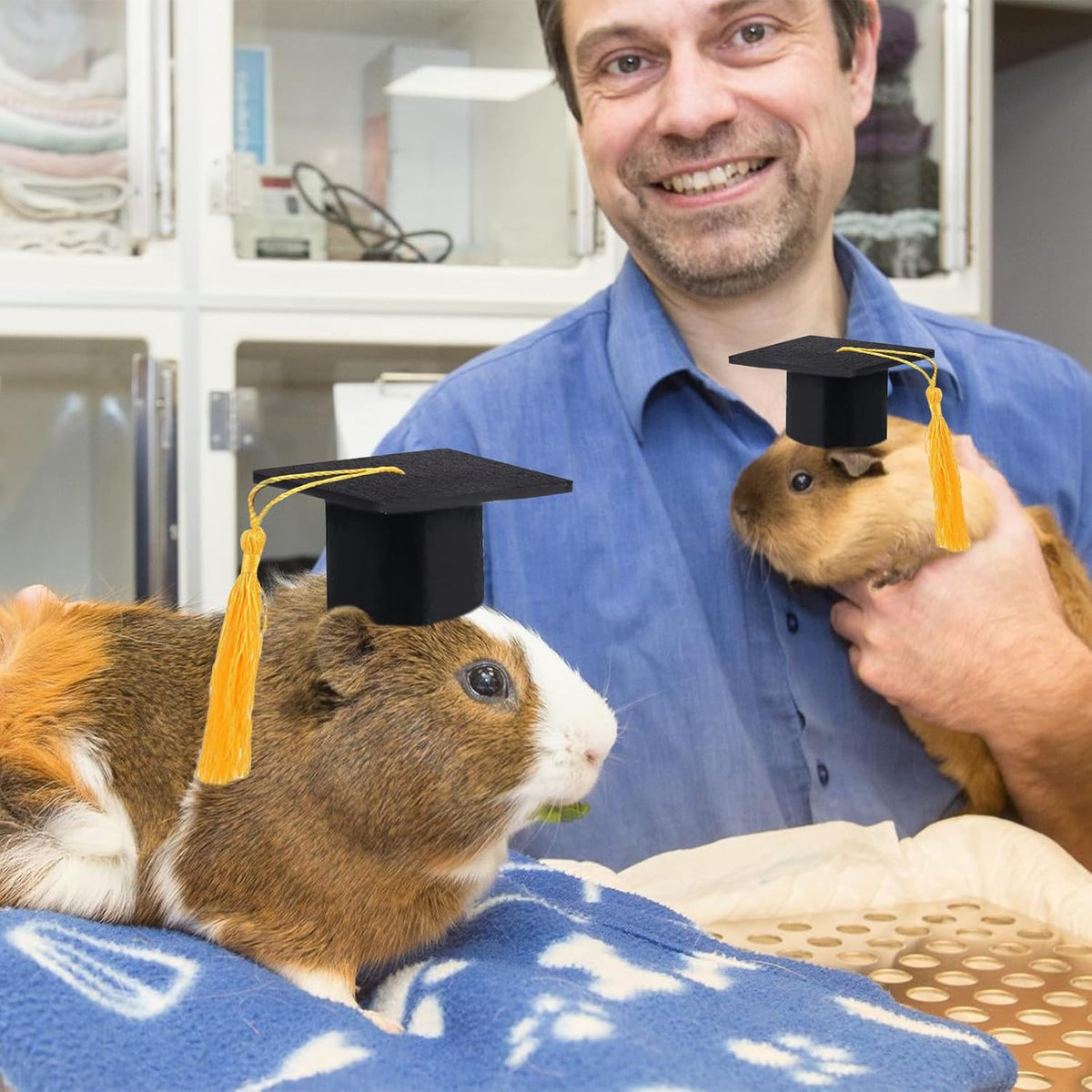 Guinea pig wearing Giftmissu mini graduation hat