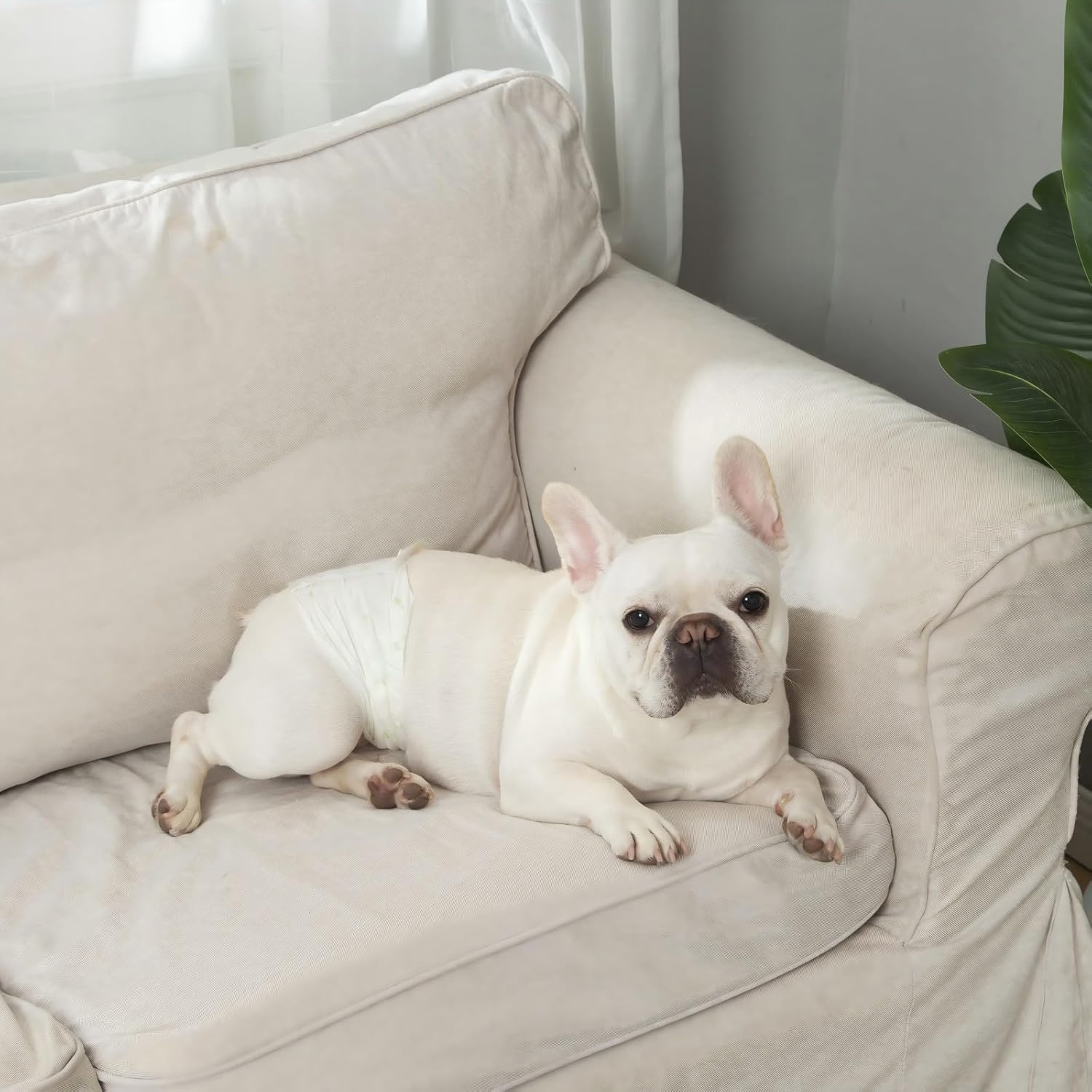 IMMCUTE small puppy diapers showing adjustable hook and loop fasteners